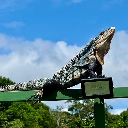 An Abundance Of Wildlife At Jungle Glory Home Abajo Manuel Antonio Extérieur photo