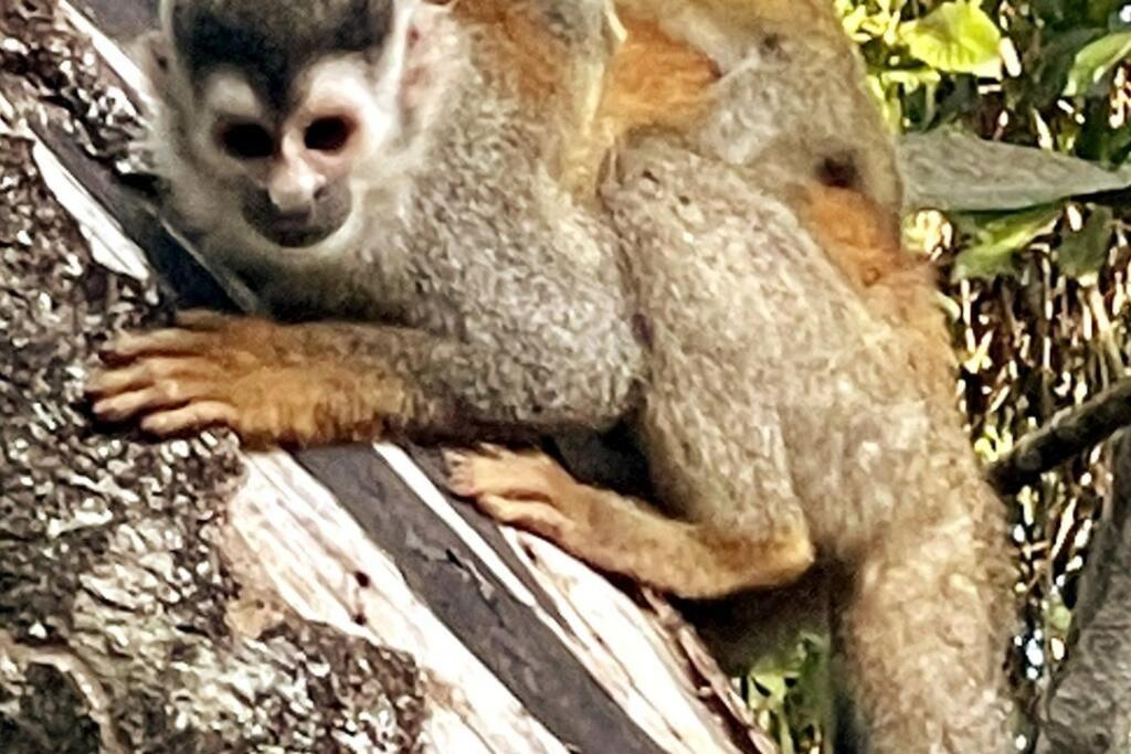 An Abundance Of Wildlife At Jungle Glory Home Abajo Manuel Antonio Extérieur photo