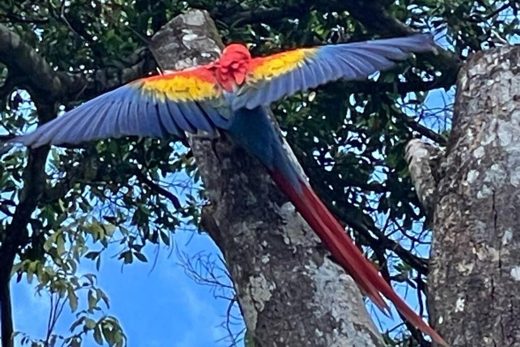 An Abundance Of Wildlife At Jungle Glory Home Abajo Manuel Antonio Extérieur photo