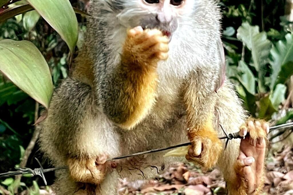 An Abundance Of Wildlife At Jungle Glory Home Abajo Manuel Antonio Extérieur photo