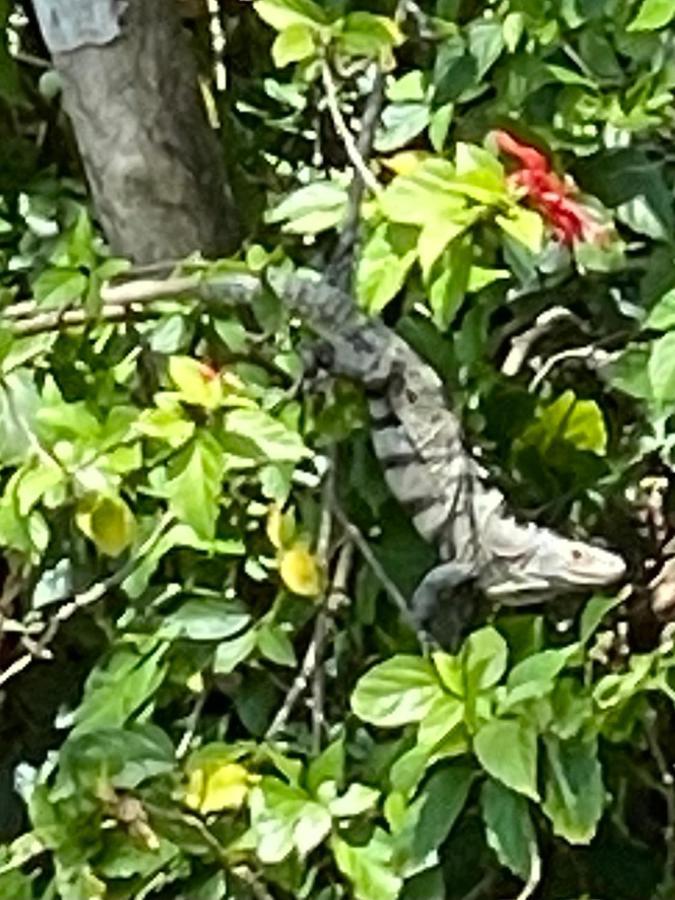 An Abundance Of Wildlife At Jungle Glory Home Abajo Manuel Antonio Extérieur photo
