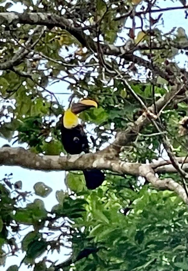 An Abundance Of Wildlife At Jungle Glory Home Abajo Manuel Antonio Extérieur photo
