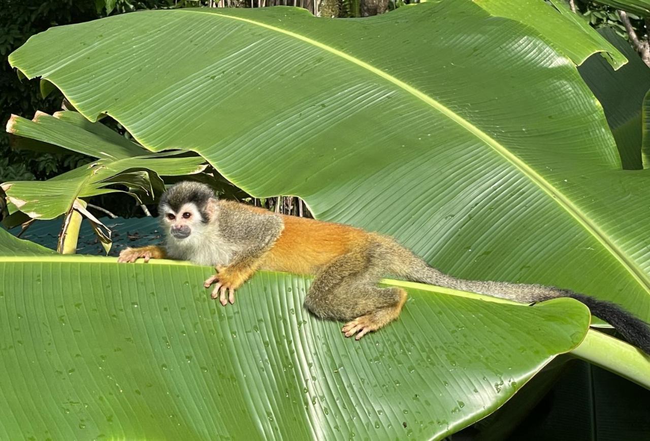 An Abundance Of Wildlife At Jungle Glory Home Abajo Manuel Antonio Extérieur photo