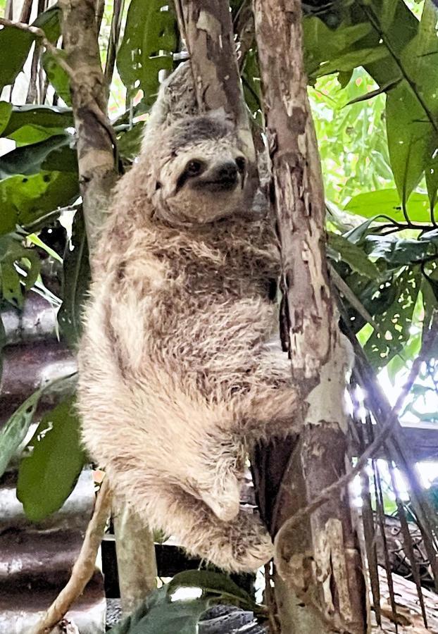 An Abundance Of Wildlife At Jungle Glory Home Abajo Manuel Antonio Extérieur photo