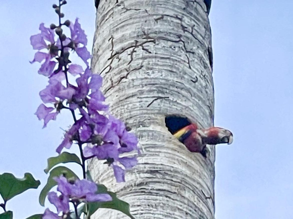An Abundance Of Wildlife At Jungle Glory Home Abajo Manuel Antonio Extérieur photo