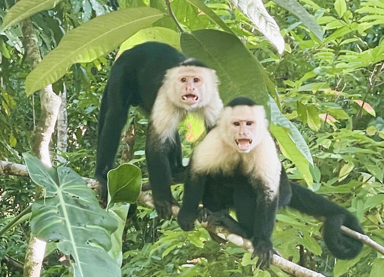 An Abundance Of Wildlife At Jungle Glory Home Abajo Manuel Antonio Extérieur photo