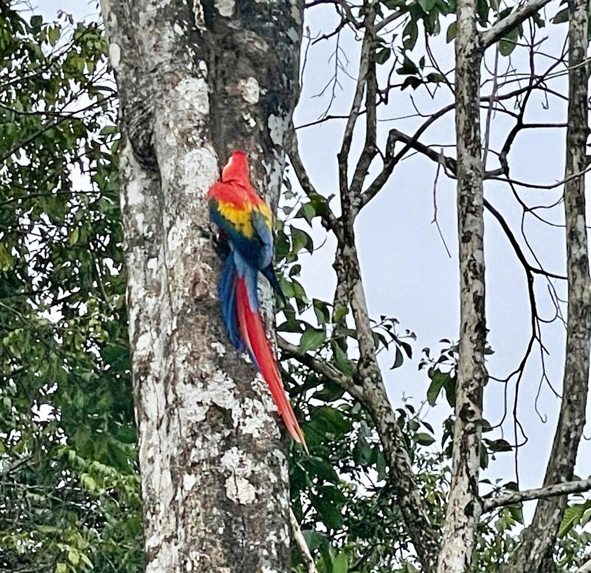 An Abundance Of Wildlife At Jungle Glory Home Abajo Manuel Antonio Extérieur photo