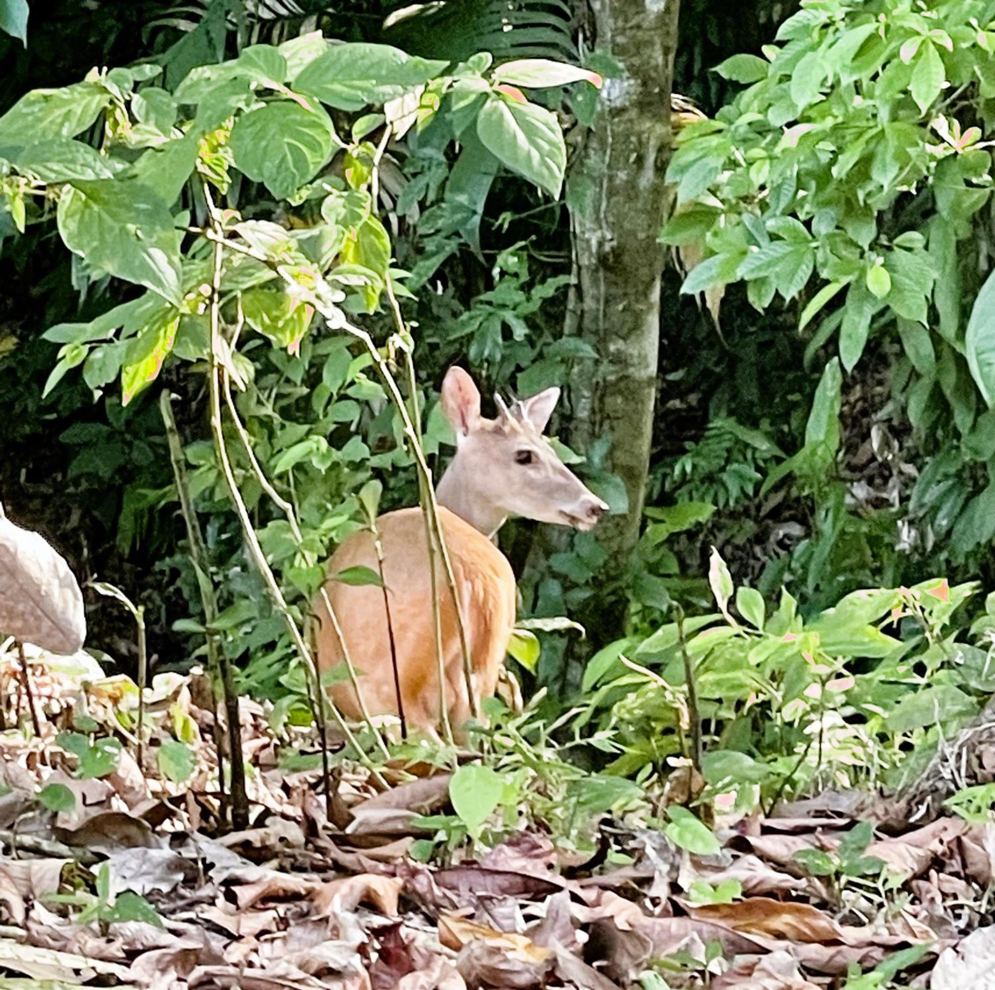 An Abundance Of Wildlife At Jungle Glory Home Abajo Manuel Antonio Extérieur photo