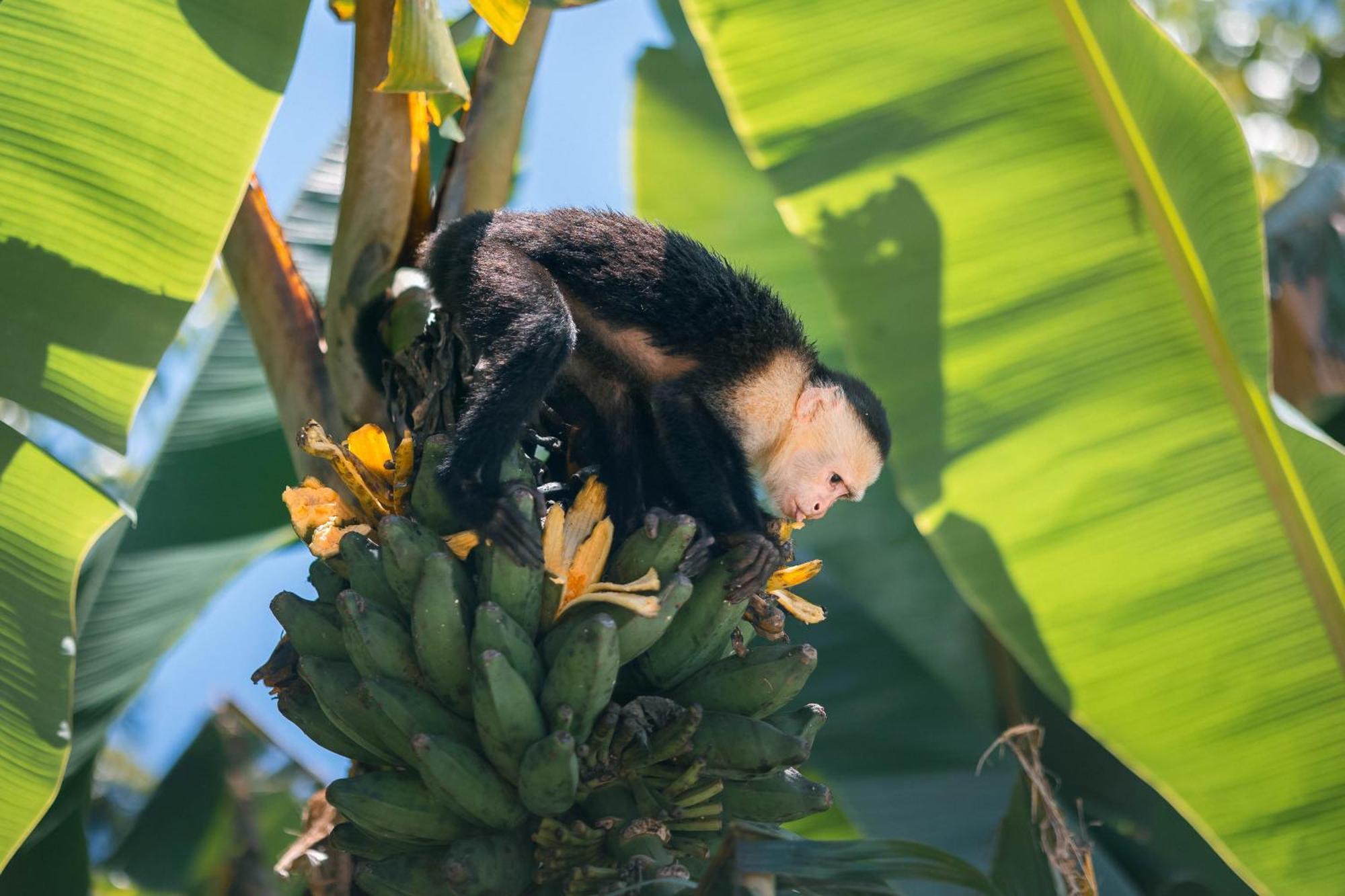 An Abundance Of Wildlife At Jungle Glory Home Abajo Manuel Antonio Extérieur photo