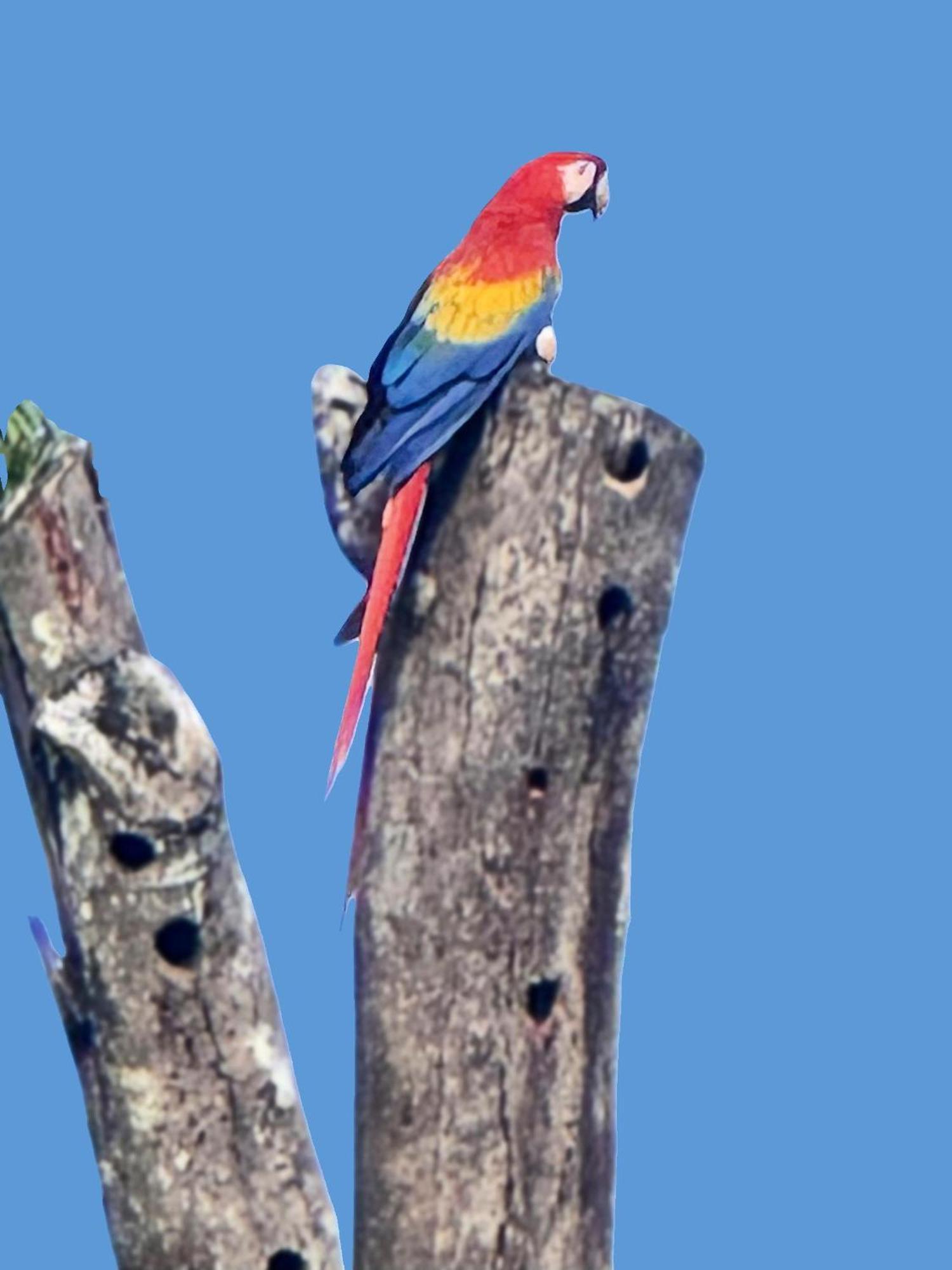 An Abundance Of Wildlife At Jungle Glory Home Abajo Manuel Antonio Extérieur photo