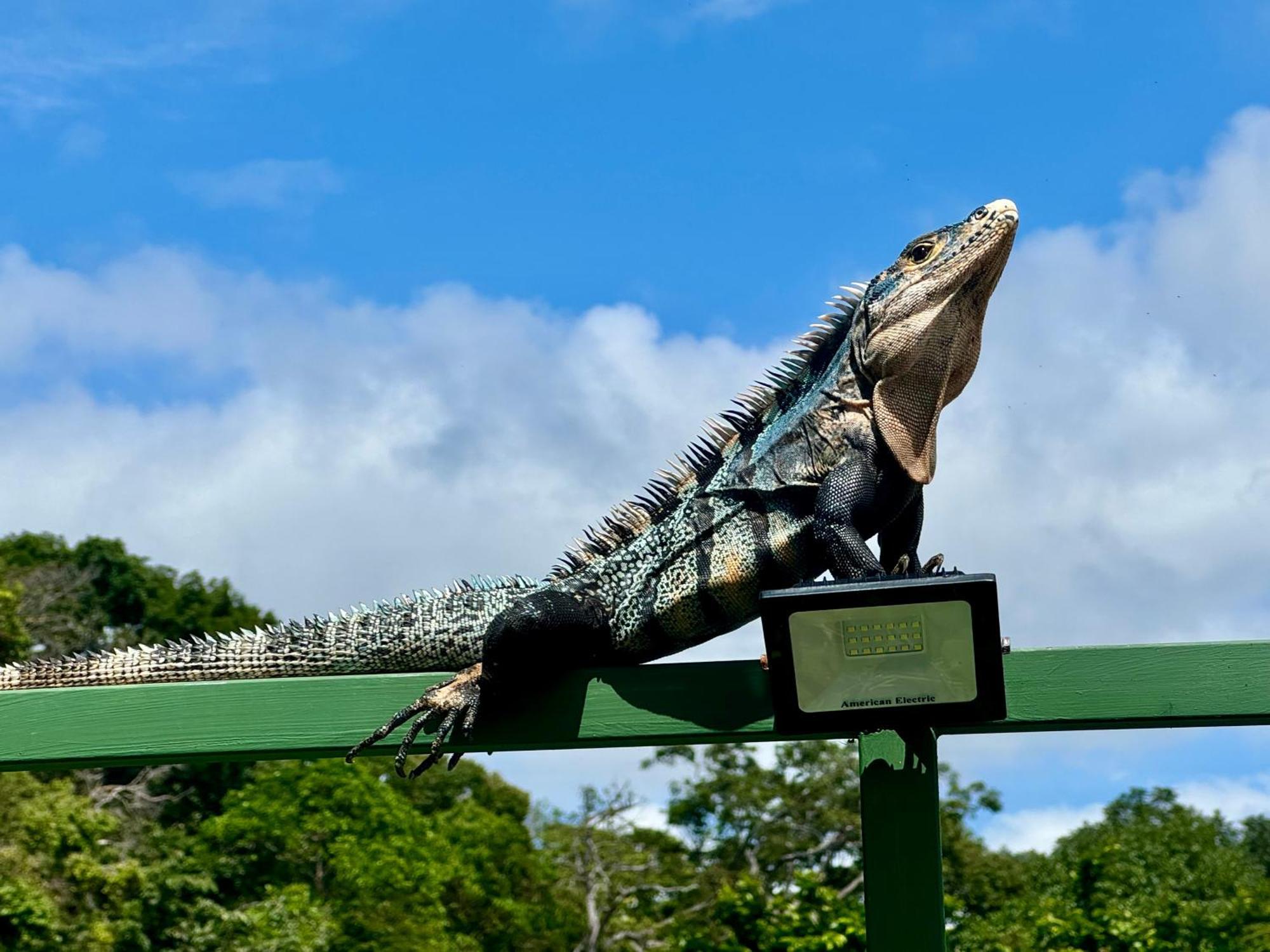 An Abundance Of Wildlife At Jungle Glory Home Abajo Manuel Antonio Extérieur photo