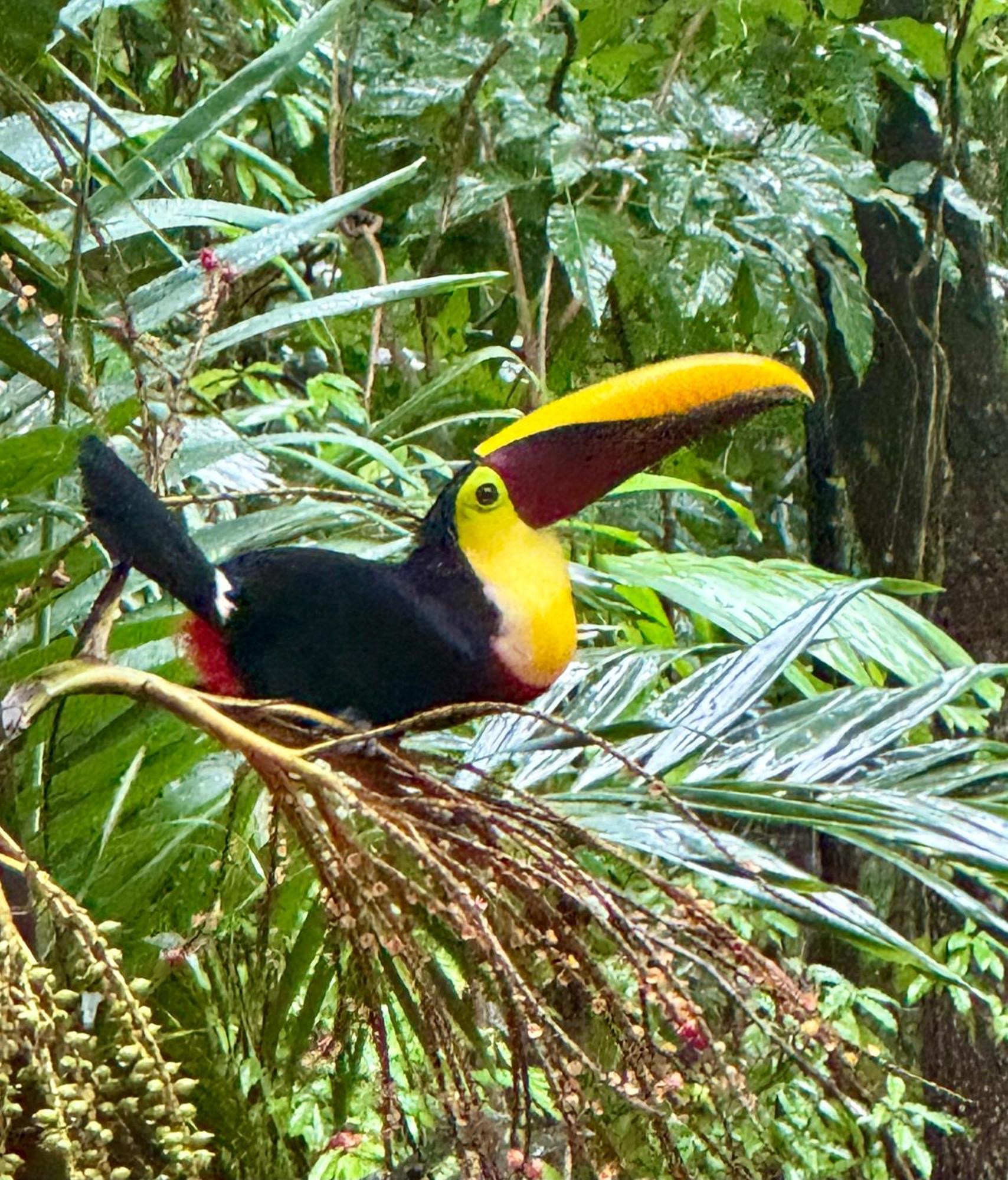 An Abundance Of Wildlife At Jungle Glory Home Abajo Manuel Antonio Extérieur photo